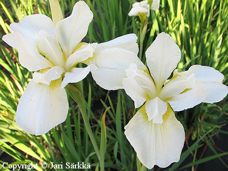 Iris Sibirica Thunkhannock loistokurjenmiekka
